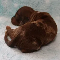 AKC Freckles Chocolate & Tan Dapple Female Puppy 5, a female Miniature Dachshund for sale in Mount Olive, NC – 7 of 10