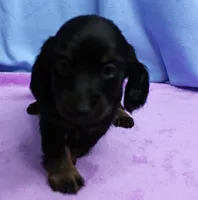 AKC Taylor's Black & Tan Male Puppy 4, a male Miniature Dachshund for sale in Mount Olive, NC – 2 of 10