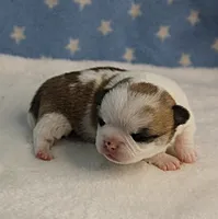 Angel's Fawn Sable on White/Party Male Puppy 1, a male Chihuahua for sale in Mount Olive, NC – 9 of 10
