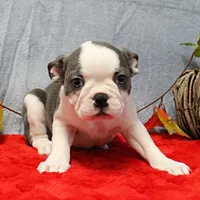 AKC Lula's Blue & White Male Puppy 2, a male Boston Terrier for sale in Mount Olive, NC – 9 of 10