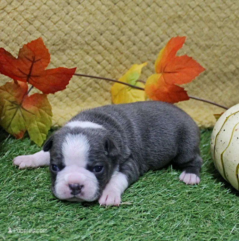 AKC Annie's Silver & White Female Puppy 1 – Boston Terrier puppy for sale in Mount Olive, NC