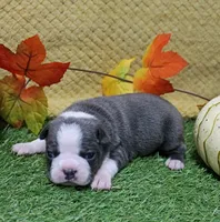 AKC Annie's Silver & White Female Puppy 1, a female Boston Terrier for sale in Mount Olive, NC – 1 of 9