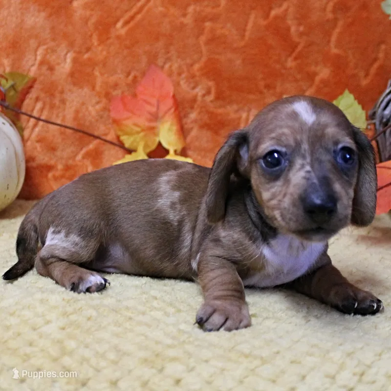AKC Freckles Chocolate & Tan Dapple Female Puppy 5 – Miniature Dachshund puppy for sale in Mount Olive, NC