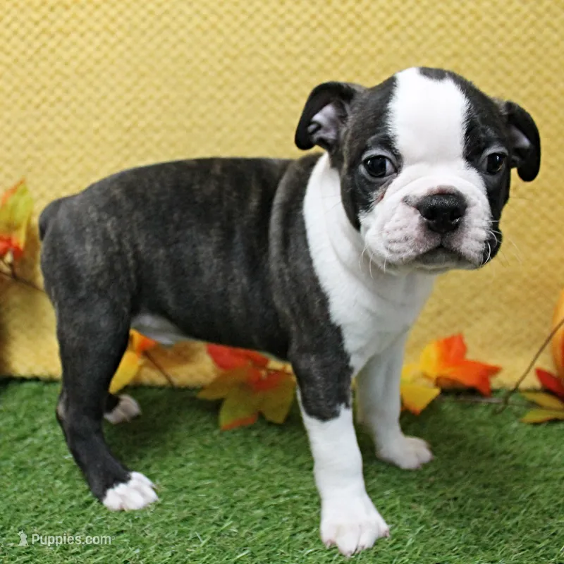 AKC Puddin's Black & White Brindle Male 2 – Boston Terrier puppy for sale in Mount Olive, NC