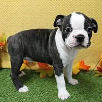 AKC Puddin's Black & White Brindle Male 2, a male Boston Terrier for sale in Mount Olive, NC – 1 of 7