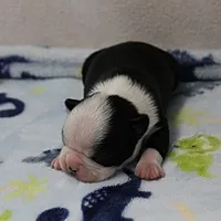 AKC Polly's Black & White Male Puppy 5, a male Boston Terrier for sale in Mount Olive, NC – 7 of 10