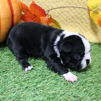 AKC Annie's Black & White Female Puppy 4, a female Boston Terrier for sale in Mount Olive, NC – 6 of 9
