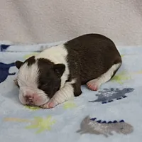 AKC Puddin's Chocolate & White Male Puppy 4, a male Boston Terrier for sale in Mount Olive, NC – 7 of 10