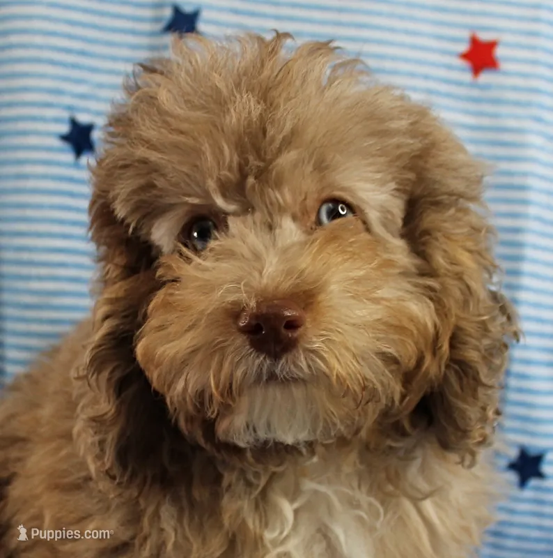 Twinkle's Chocolate Merle Male Puppy 3 – Cockapoo puppy for sale in Mount Olive, NC