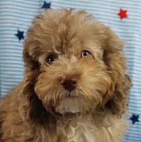 Twinkle's Chocolate Merle Male Puppy 3, a male Cockapoo for sale in Mount Olive, NC – 1 of 10