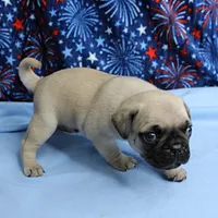 AKC Candy's Fawn Male Puppy 6, a male Pug for sale in Mount Olive, NC – 3 of 10