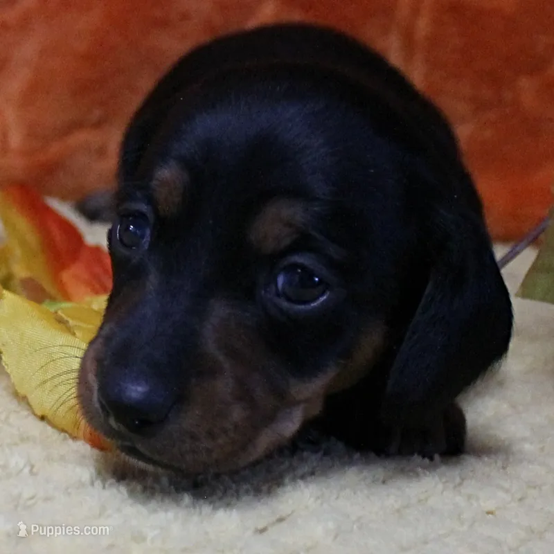 AKC Harleys Black & Tan Female Puppy 2 – Miniature Dachshund puppy on hold in Mount Olive, NC