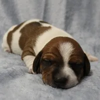 AKC Mae Mae's Red & White Piebald Male Puppy 2, a male Miniature Dachshund for sale in Mount Olive, NC – 9 of 10