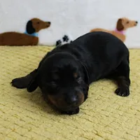 AKC Robin's Black & Tan Female Puppy 3, a female Miniature Dachshund for sale in Mount Olive, NC – 4 of 10
