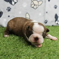 AKC Willow's Seal & White Male Puppy 5, a male Boston Terrier for sale in Mount Olive, NC – 5 of 10
