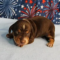 AKC Heidi's Chocolate & Tan Female Puppy 1, a female Miniature Dachshund for sale in Mount Olive, NC – 1 of 10