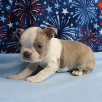 AKC Zoey's Seal & White Male Puppy 1, a male Boston Terrier for sale in Mount Olive, NC – 8 of 10