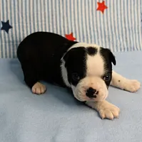 Myrtle's Black & White Male Puppy 1, a male Boston Terrier for sale in Mount Olive, NC – 6 of 10