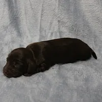 AKC Mae Mae's Chocolate Female Puppy 1, a female Miniature Dachshund for sale in Mount Olive, NC – 4 of 10