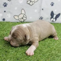 AKC Willow's Lilac & White Male Puppy 4, a male Boston Terrier for sale in Mount Olive, NC – 10 of 10
