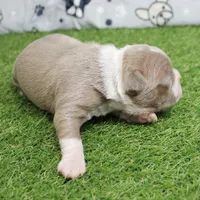 AKC Willow's Lilac & White Male Puppy 4, a male Boston Terrier for sale in Mount Olive, NC – 9 of 10