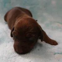 AKC Freckles Red Female Puppy 1, a female Miniature Dachshund for sale in Mount Olive, NC – 2 of 8