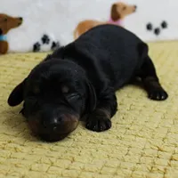 AKC Robin's Black & Tan Female Puppy 3, a female Miniature Dachshund for sale in Mount Olive, NC – 2 of 10
