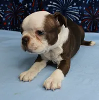 AKC Zoey's Chocolate & White Male Puppy 3, a male Boston Terrier for sale in Mount Olive, NC – 9 of 10
