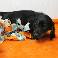AKC Taylor's Black & Tan LH Male Puppy 1, a male Miniature Dachshund for sale in Mount Olive, NC – 8 of 10