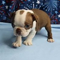 Zoey's Seal & White Male Puppy 4, a male Boston Terrier for sale in Mount Olive, NC – 7 of 9