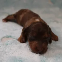 AKC Freckles Chocolate & Tan Dapple Female Puppy 5, a female Miniature Dachshund for sale in Mount Olive, NC – 1 of 10