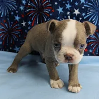 AKC Zoey's Blue & White Male Puppy 2, a male Boston Terrier for sale in Mount Olive, NC – 6 of 10