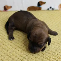 AKC Robin's Red Male Puppy 4, a male Miniature Dachshund for sale in Mount Olive, NC – 8 of 8