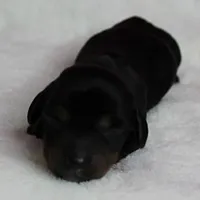 AKC Harleys Black & Tan Female Puppy 2, a female Miniature Dachshund for sale in Mount Olive, NC – 6 of 10