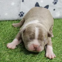 AKC Willow's Lilac & White Male Puppy 4, a male Boston Terrier for sale in Mount Olive, NC – 4 of 10