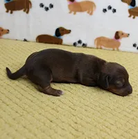 AKC Robin's Chocolate Female Puppy 2, a female Miniature Dachshund for sale in Mount Olive, NC – 10 of 10