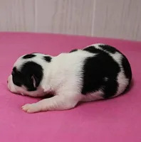 Chelsea's Black, White & Tan Party Female Puppy 1, a female Chihuahua for sale in Mount Olive, NC – 6 of 9