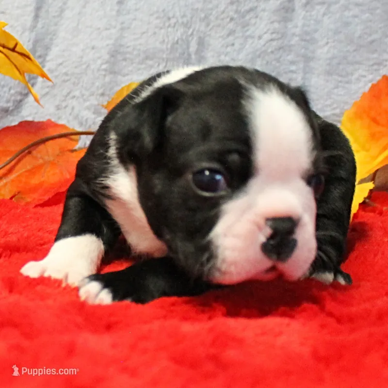 AKC Annie's Black & White Male Puppy 5 – Boston Terrier puppy for sale in Mount Olive, NC