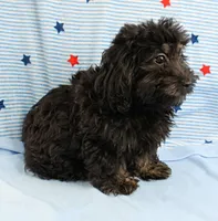 Twinkle's Black Male Puppy 5, a male Cockapoo for sale in Mount Olive, NC – 5 of 9