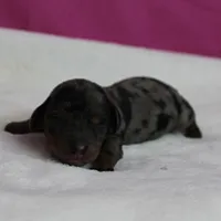 AKC Harleys Silver Dapple Female Puppy 1, a female Miniature Dachshund for sale in Mount Olive, NC – 5 of 10