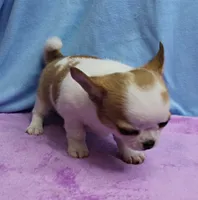 Angel's Fawn Sable on White/Party Male Puppy 1, a male Chihuahua for sale in Mount Olive, NC – 7 of 10