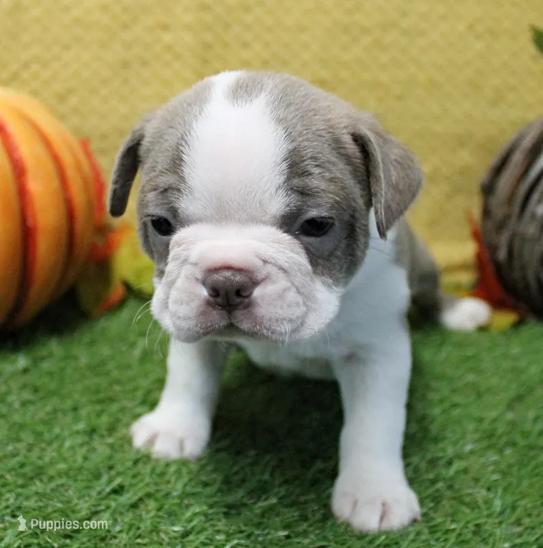 AKC Willow's Lilac & White Male Puppy 3 – Boston Terrier puppy on hold in Mount Olive, NC