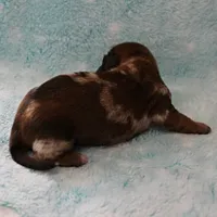 AKC Freckles Red Dapple Male Puppy 7, a male Miniature Dachshund for sale in Mount Olive, NC – 7 of 10