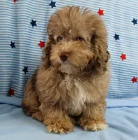 Twinkle's Chocolate Merle Male Puppy 3, a male Cockapoo for sale in Mount Olive, NC – 10 of 10