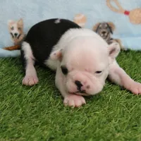 AKC Polly's White Face Female Puppy 3, a female Boston Terrier for sale in Mount Olive, NC – 4 of 10