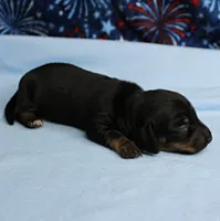 AKC Taylor's Black & Tan Male Puppy 5, a male Miniature Dachshund for sale in Mount Olive, NC – 6 of 9