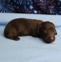 AKC Taylor's Chocolate Male Puppy 2, a male Miniature Dachshund for sale in Mount Olive, NC – 5 of 8