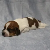 AKC Mae Mae's Red & White Piebald Male Puppy 2, a male Miniature Dachshund for sale in Mount Olive, NC – 2 of 10