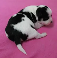 Chelsea's Black, White & Tan Party Female Puppy 1, a female Chihuahua for sale in Mount Olive, NC – 2 of 9
