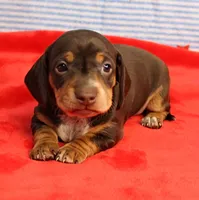 AKC Heidi's Chocolate & Tan Female Puppy 1, a female Miniature Dachshund for sale in Mount Olive, NC – 2 of 10